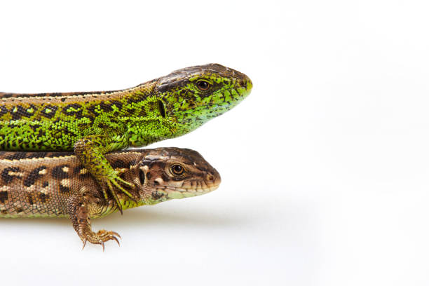 istock green and brown sand lizards (Lacerta agilis Linnaeus) isolated 1224324962