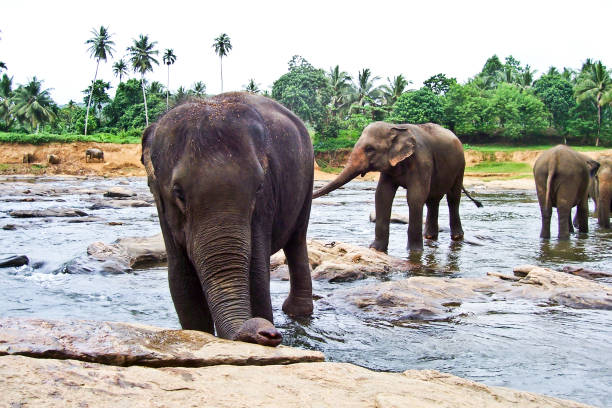 istock flock of elephants in the river 1224325800