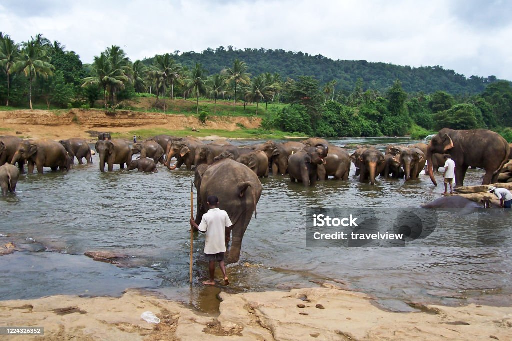 flock of elephants in the river flock of elephants in the river near Pinawella Animal Stock Photo