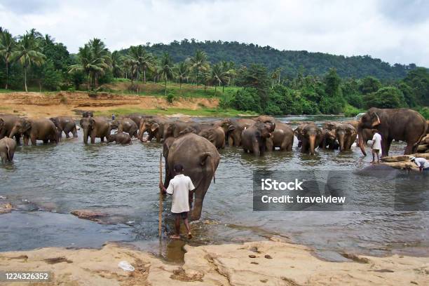 Flock Of Elephants In The River Stock Photo - Download Image Now - Animal, Animal Wildlife, Animals In The Wild