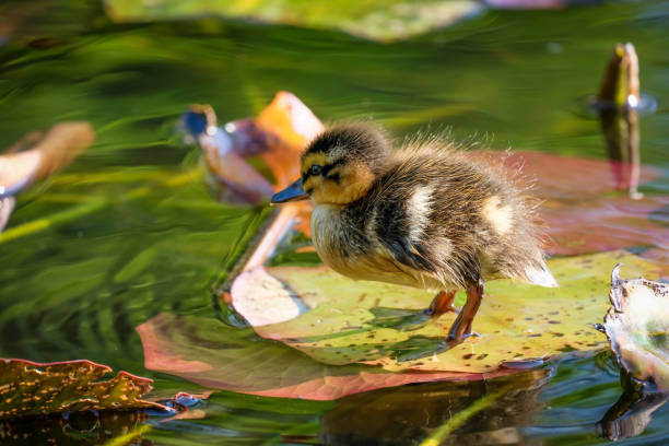Close-up of cute baby duck standing on lily pad at a pond