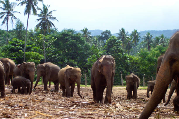 istock flock of elephants in the wilderness 1224327296