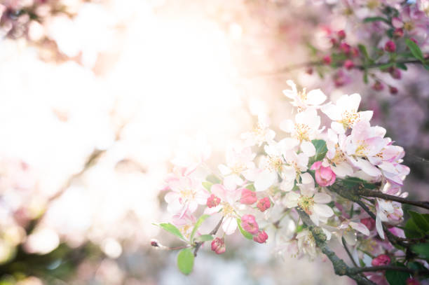 istock Spring and nature concept, cherry blossoms against sunlight and blurred cherry tree 1224327317