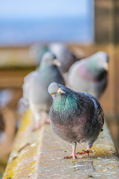 istock Pigeon walking toward the camera observing nosy 1224327344
