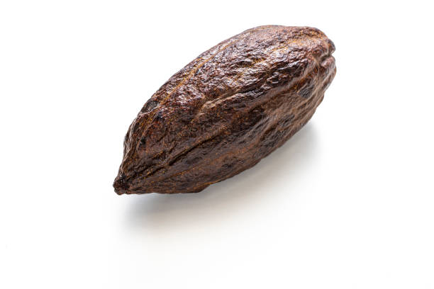 Cocoa pod with cacao for chocolate isolated on white background