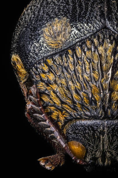 istock Close-up of a bug against black background 1224327719
