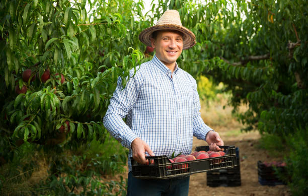 istock Gardener with peaches harvest in garden 1224328804