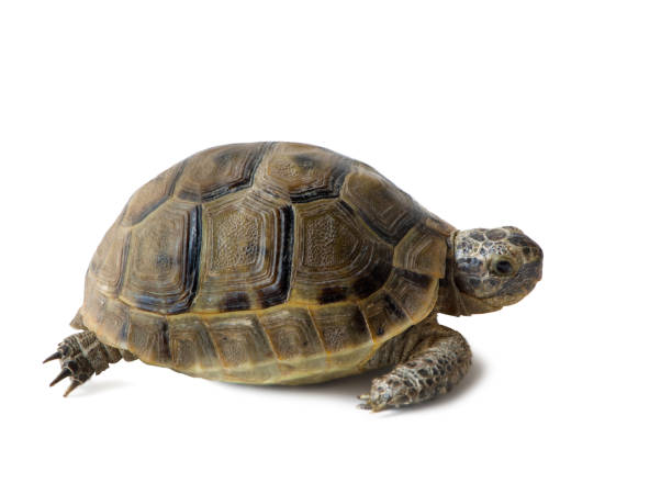 istock land turtle Testudo graeca  isolated on white background 1224328978