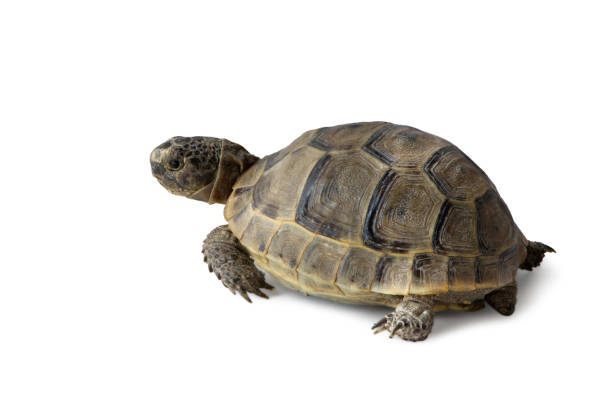 istock land turtle Testudo graeca  isolated on white background 1224329069