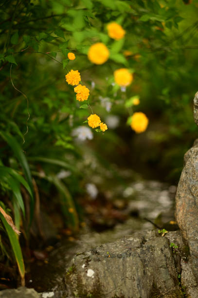 istock Yamabuki or Kerria japonica 1224329104