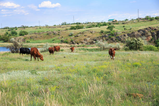 istock Grazing cows in the spring on a sunny day 1224330575