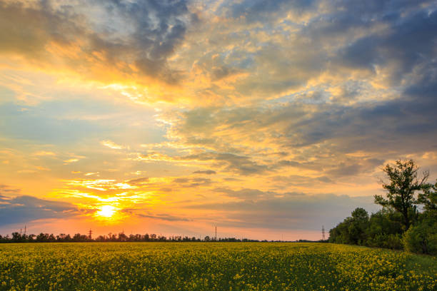 istock Sunset or sunrise over a field of blooming rapeseed 1224330971
