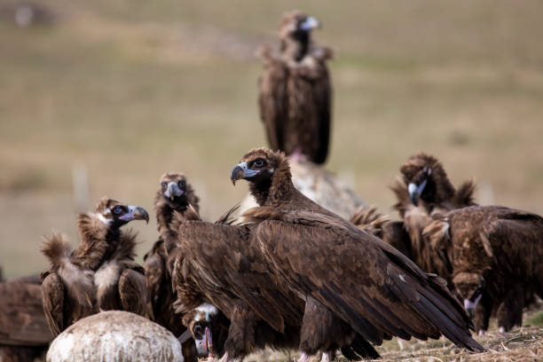 istock Cinereous (Eurasian Black) Vulture (Aegypius monachus), Full Length Portrait. 1224332445