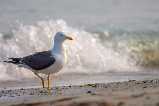 Lesser black-backed gull walking in front of a crashing wave while looking at the camera