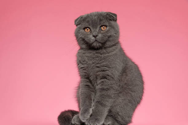 istock cute scotish fold kitty sitting on pink background 1224332633