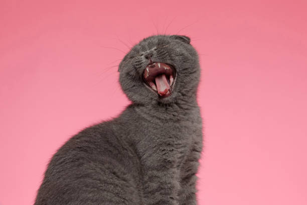 adorable scotish fold cat meowning adorable scotish fold cat meowning and yawning, sitting on pink background scottish fold cat photos stock pictures, royalty-free photos & images