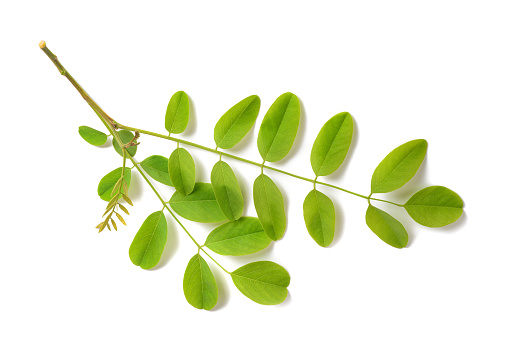 black locust branch isolated on white background