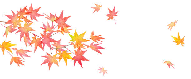 가을 단풍 나무와 붉은 색으로 변한 단풍나무. 복사 공간이 있는 배너 배경입니다. 수채화 일러스트레이션 - japanese maple maple leaf leaf maple tree stock illustrations