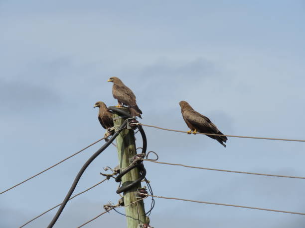 istock A trio of hawks 1224336021