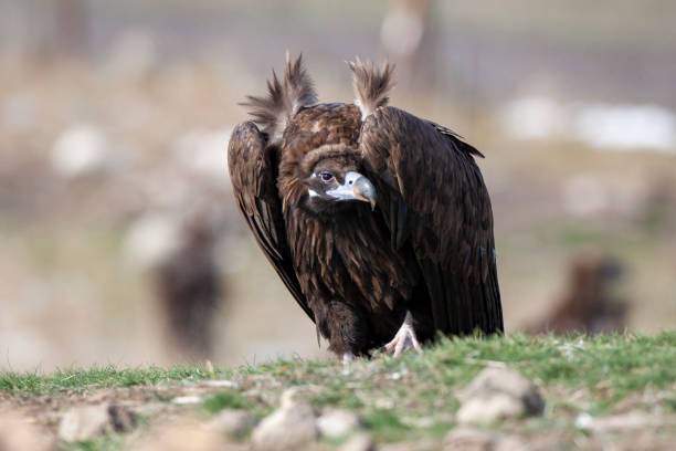 Cinereous (Eurasian Black) Vulture (Aegypius monachus), Full Length Portrait. Cinereous (Eurasian Black) Vulture (Aegypius monachus), Full Length Portrait. eurasian griffon vulture photos stock pictures, royalty-free photos & images