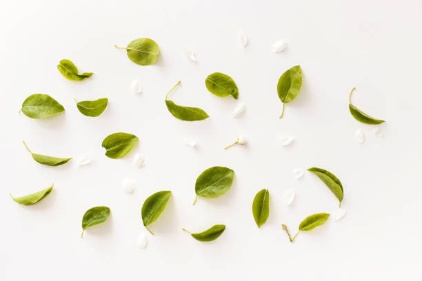 istock Branches, leaves and petals isolated on white background. flat lay, overhead view 1224336643