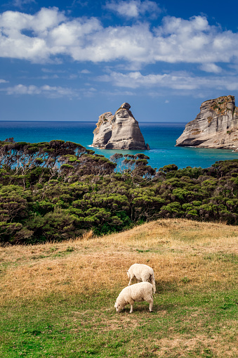 Herd of sheep with a famous rock formations on the Wharariki beach in National Park. Nelson, South Island, New Zealand.