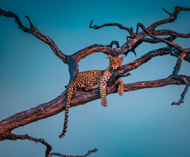jovem leopardo descansando na árvore no parque nacional chobe - five animals - fotografias e filmes do acervo