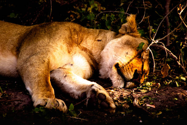 istock Young lion resting in Chobe National Park, Botswana 1224338457