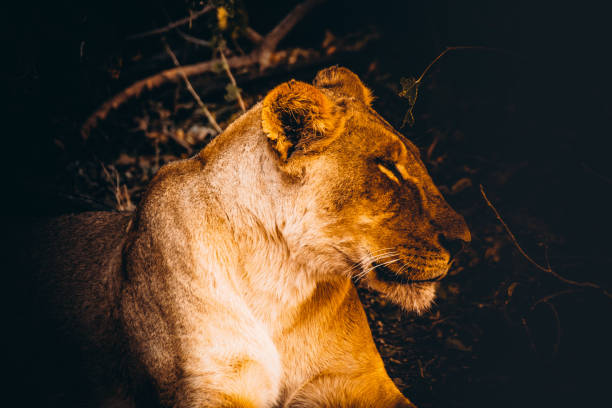 istock Young lion resting in Chobe National Park, Botswana 1224338530