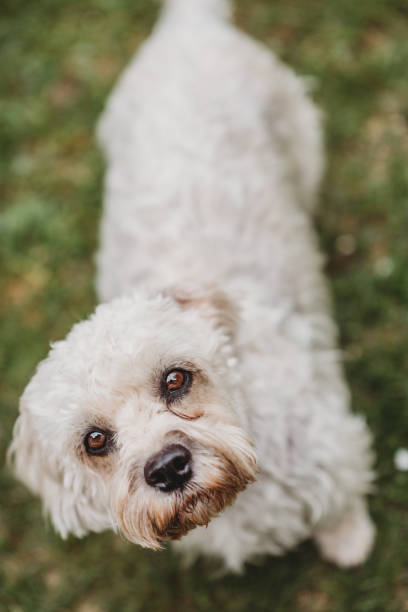 istock dandie dinmont terrier white dog close up looking up 1224338644
