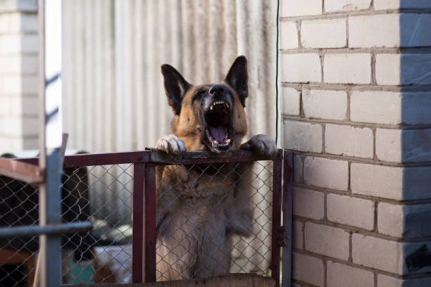 Big angry dog barks from an aviary Big angry dog barks from an aviary animals attacking stock pictures, royalty-free photos & images