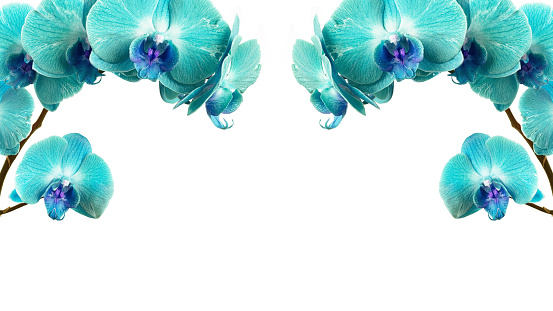 two branches of aquamarine orchid on a white background