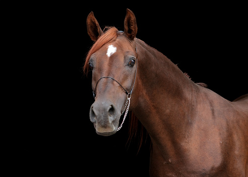 Bay arabian racehorse portrait in dark stable background