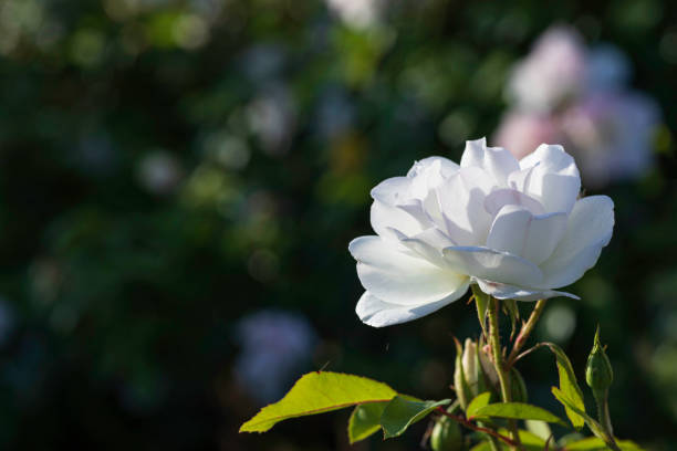 istock Side view of a blossoming white rose flower on a dark blurry background 1224341102