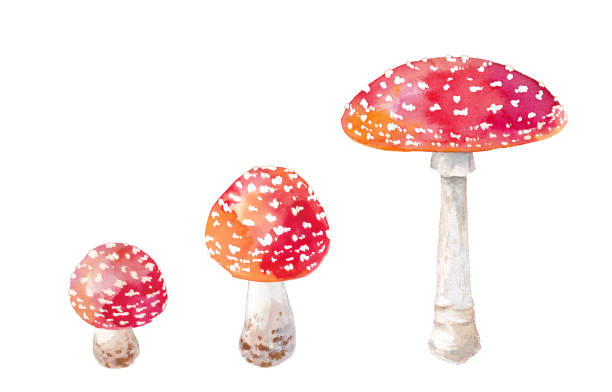 illustrazioni stock, clip art, cartoni animati e icone di tendenza di fungo velenoso rosso, illustrazione acquerello agarico mosca, vettore traccia - fungus mushroom autumn fly agaric mushroom