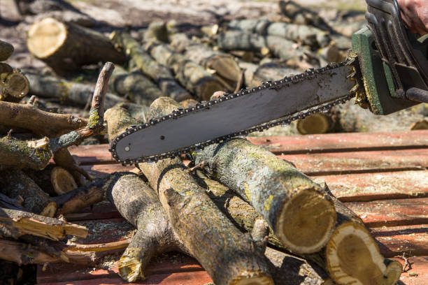 istock Man sawing a tree with a chainsaw. Removes forest plantations from old trees, prepares firewood. 1224341262