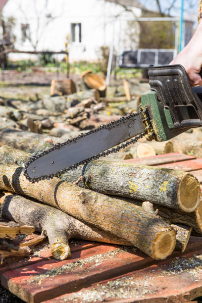 istock Man sawing a tree with a chainsaw. Removes forest plantations from old trees, prepares firewood. 1224341274