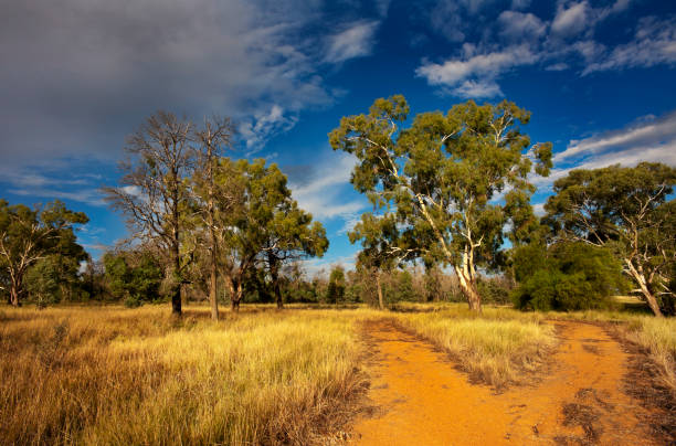 istock A Dirt Path Divides into Two Different Directions in the Australian Countryside 1224341463