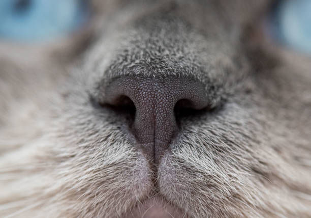 Cat nose and whiskers