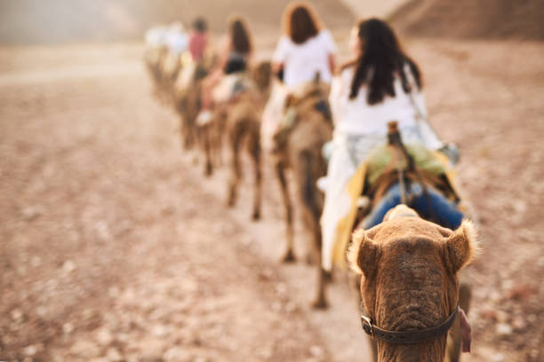 chi ha detto che ti serve un taxi per andare in giro? - camel smiling israel animal foto e immagini stock