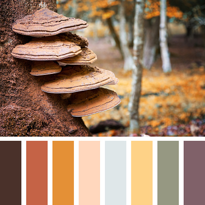 Bracket fungus growing on the stump of a beech tree, autumn tones, in the New Forest, Hampshire, UK. In a colour palette with complimentary colour swatches.