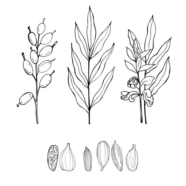 ilustrações de stock, clip art, desenhos animados e ícones de hand drawn cardamom. vector   illustration. - cardamom