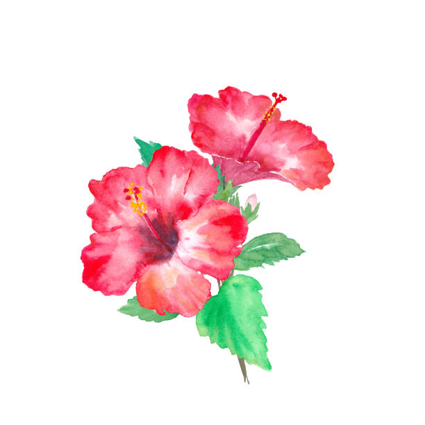 Free Hibiscus Flowers Watercolor Illustration Png With Transparent Background