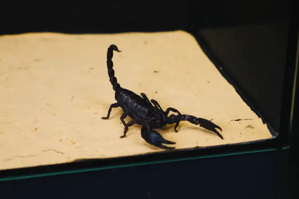 Photo of Scorpio in terrarium. Black scorpion is a poisonous arthropod.