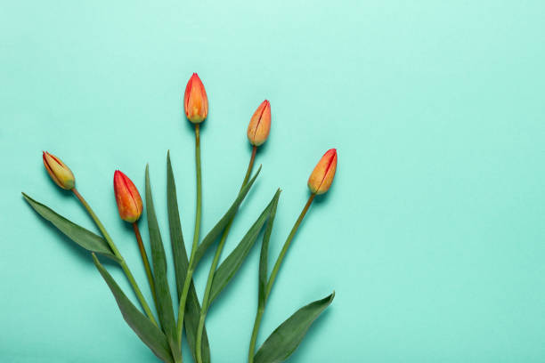 istock Flowers composition. Tulips on mint background. 1224345094