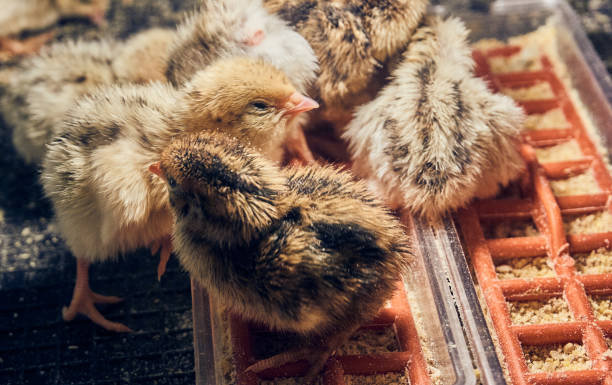 istock Sweet quail chicks next to each other 1224345362