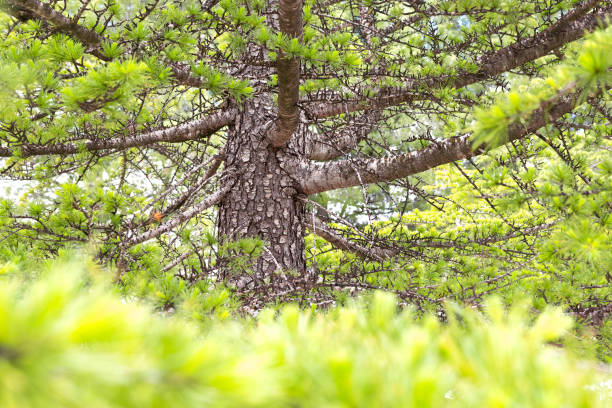 Branch and trunk of European silver fir close-up branch and trunk of European silver fir, Abies alba. n11 stock pictures, royalty-free photos & images