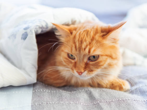 istock Cute ginger cat is hiding under blanket. Fluffy pet with disappointed face expression. Cozy home background. 1224346322