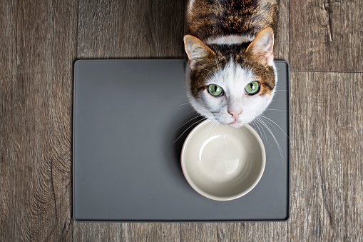 Gato hambriento sentado frente a un plato de comida emty y mirando hacia arriba a la cámara. photo