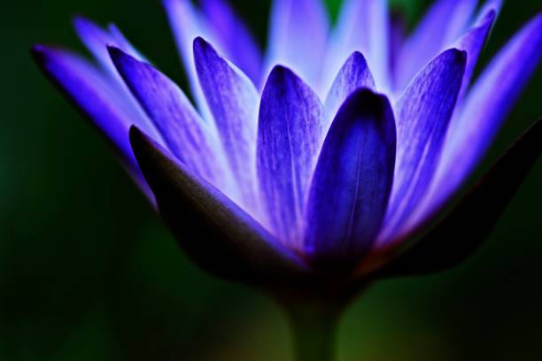 istock Closed up water lily's pollen. 1224350733